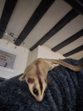 2 Sugar Gliders with cages, toys etc