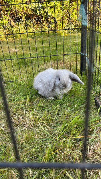 Mini lop/ lion head rabbits
