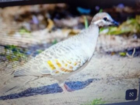 Hen common bronze winged pigeon