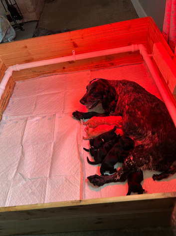 Cocker spaniels
