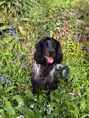 BLUE ROAN SPROCKER