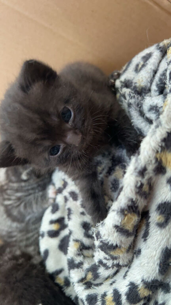 Brittish shorthair x very fluffy