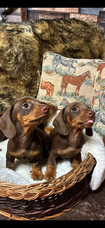 Duchund puppies