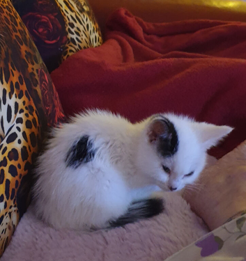 Female kitten