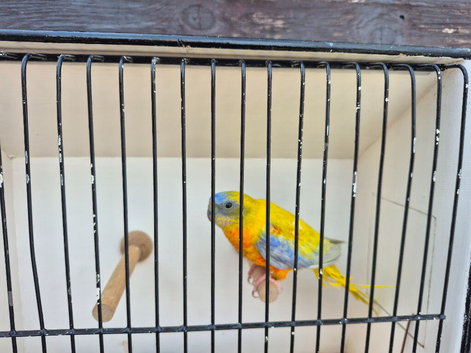 Male turquoisine parakeet.
