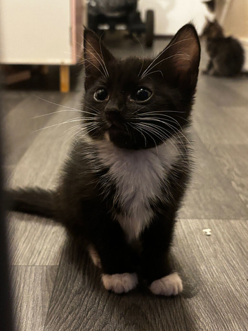Kitten, tuxedo, black and white,