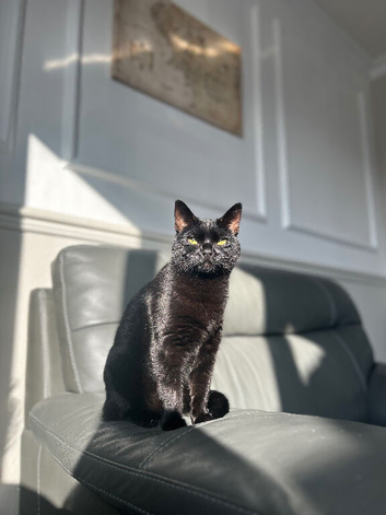 Female Neutered Cat available for Rehoming