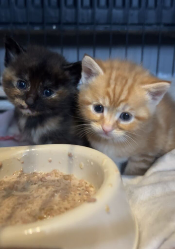 Ginger kitten for sale