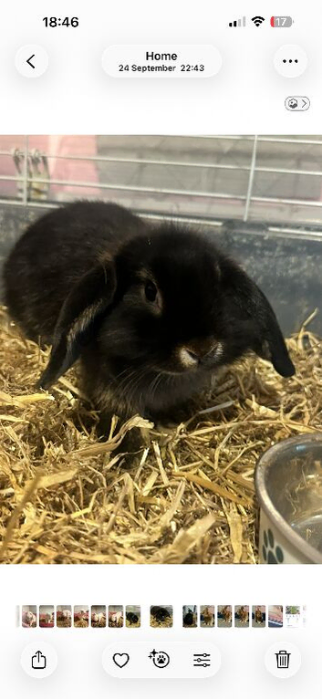 Mini lion lop bunny
