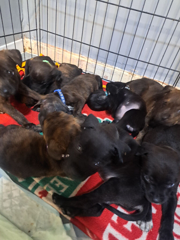 Staffy Cross Rottweiler puppies for sale