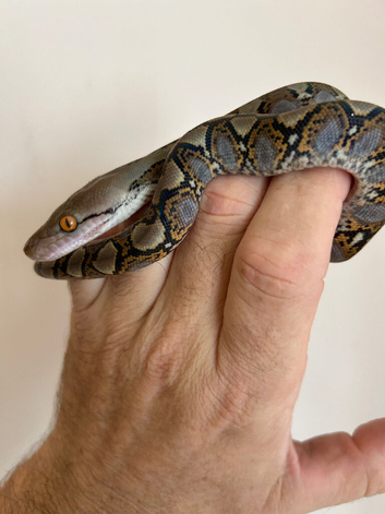 Reticulated python classic pattern and colour &pound;120