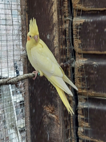 Another baby lutino hen ready for her new home