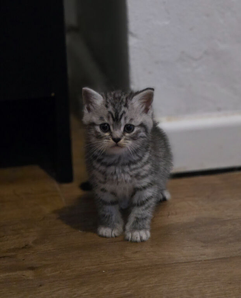 2 silver tabby british shorthair