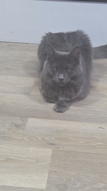 Female maine coon