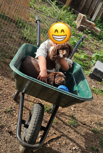 Gorgeous friendly Sprocker spaniels 6 months