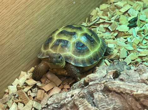 2 female Horsfield tortoises looking for a new home