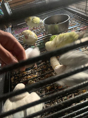 Hand Reared Babe Quakers mutations