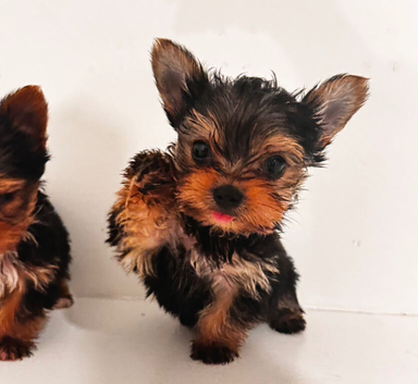 Teacup yorkie pups