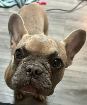 6.5 month old Girl French Bulldog- Loving home needed