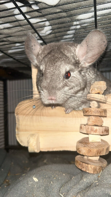 2 chinchillas