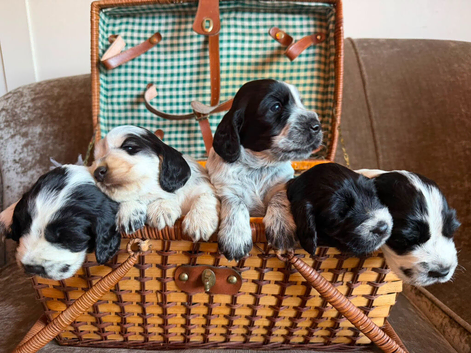Beautiful Kc registered show type cocker spaniels