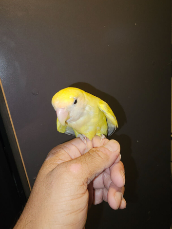 Yellow love bird tamed
