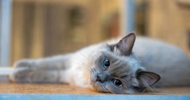 Blue Linx bi colour Ragdoll