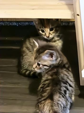 Kittens