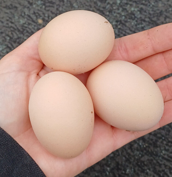 Silver pencilled wyandotte hatching eggs