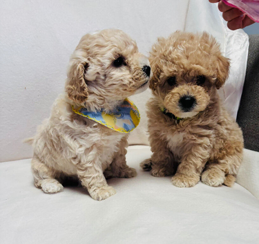 F1 maltipoo (ready for the new home )