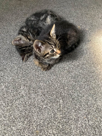 ADORABLE KITTENS READY TO LEAVE NOW!!!