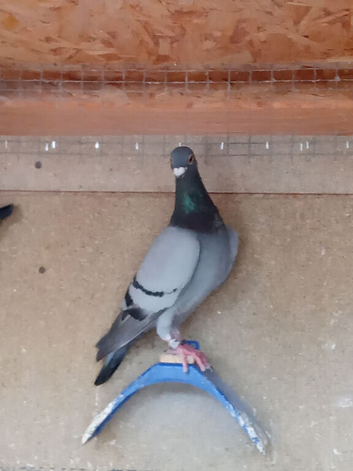 Racing pigeons