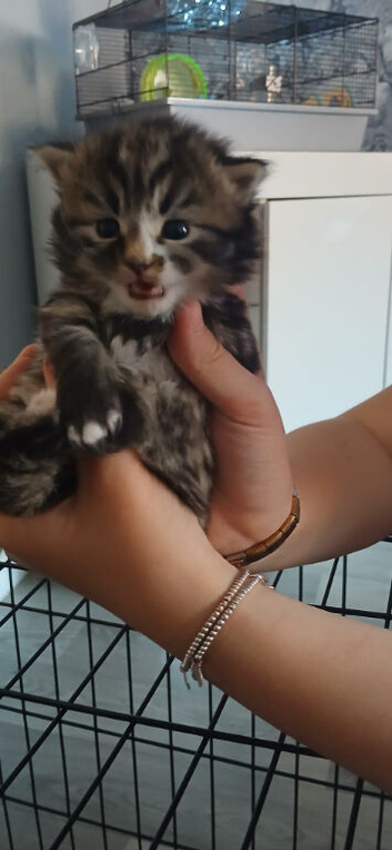 Maincoon cross kittens  boy