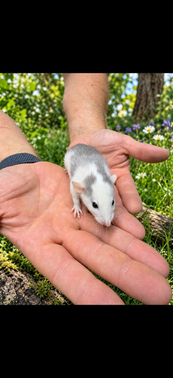 Young tame rats
