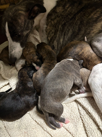 Beautiful whippet x Lurcher puppies!!