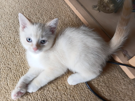 Litter of 6 kittens / 3 pure white