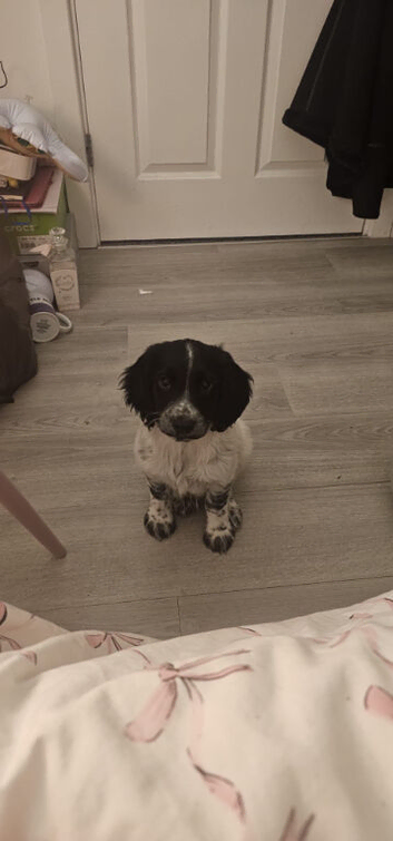 Sprocker spaniel