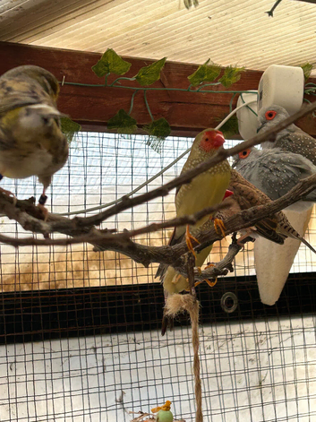 Star finch male