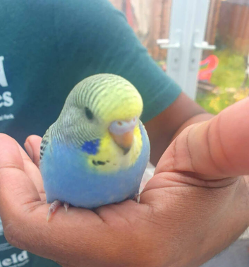 Baby budgie extremely beautiful and very cuddly 7 weeks old