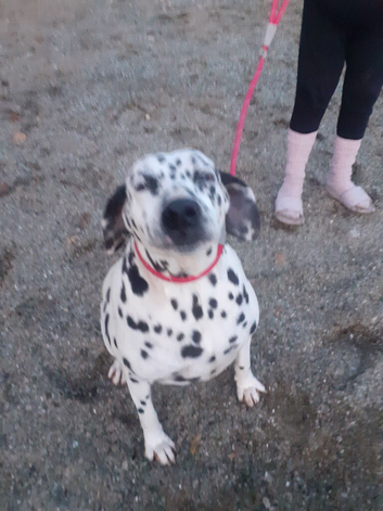 Dalmatian girl