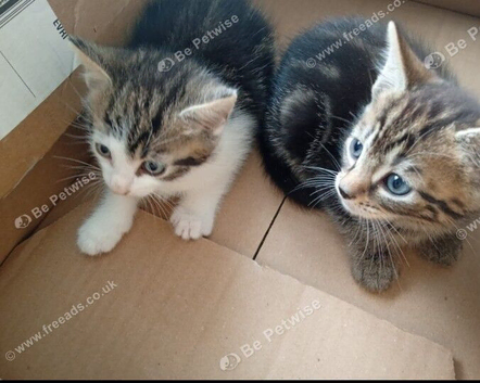 Kittens