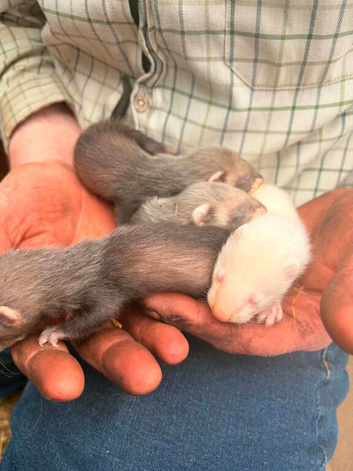 Ferret kits