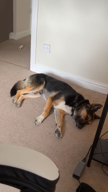 4 year old max gsd x kelpie