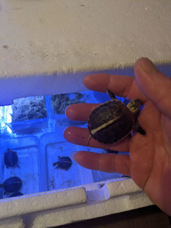 Chinese Yellow-margined Box Turtle