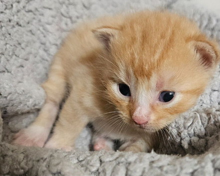 Kittens for sale