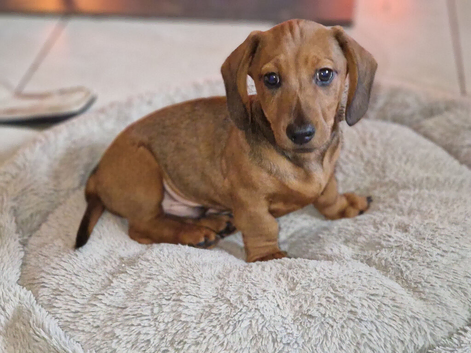 last puppy (male), Miniature dachshund