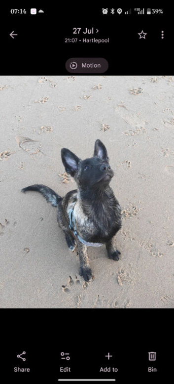 Melanois x Belgian Shepherd for sale 3 months old