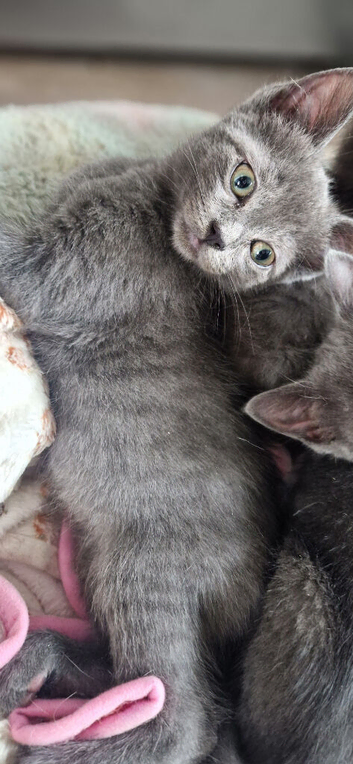 Lasr 3 Ragdoll/russian blue cross