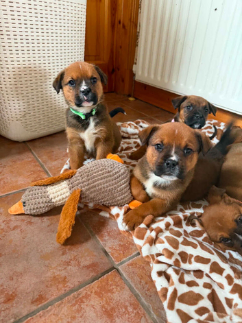 Boxweiler