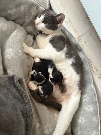 3 kittens - not ready till October